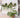 Squarely Copenhagen - GrowON plantekasse 22x22 cm, Natur Ask - Bolig og Haven