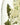 Diffuser, Verbena drizzle, 240 ml