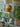 Peacock Bordlampe fra Creative Collection