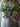Eanna Urtepotteskjuler fra Creative Collection