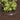 Hortus - Vandingspose PVC rund 75 liter - Bolig og Haven