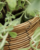 House Doctor - Urtepotte, Boum, Natur, 2 stk.