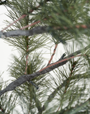 House Doctor - Juletræ med LED, Peuce, Natur, H180 cm