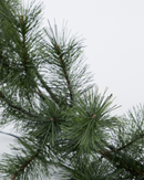 House Doctor - Krans med LED, Giant, Natur, Ø45 cm