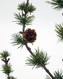 House Doctor - Juletræ, Stay, Grøn H50 cm