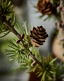 House Doctor - Juletræ, Stay, Grøn H50 cm