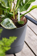 Elho - Krukke Greensense Aqua Care mørkegrå, 3 størrelser m. hjul