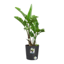 Elho - Krukke Greensense Aqua Care mørkegrå, 3 størrelser m. hjul