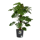 Elho - Krukke Greensense Aqua Care mørkegrå, 3 størrelser m. hjul