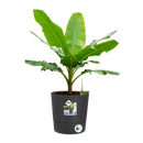 Elho - Krukke Greensense Aqua Care mørkegrå, 3 størrelser m. hjul