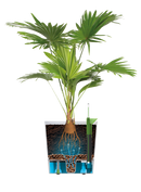 Elho - Krukke Greensense Aqua Care mørkegrå, 3 størrelser m. hjul