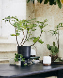 Nordal - GALOA plantekrukke, S - antracit