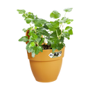 Elho - Vibia campana Altanpotte, honey yellow, 3 størrelser