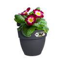 Elho - Vibia campana Altanpotte, anthracite, 3 størrelser