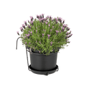 Elho - Green basics altanpotte Ø20 cm all-in-1 - Living black - Bolig og Haven