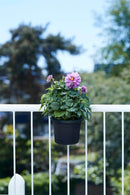 Elho - Green basics altanpotte Ø20 cm all-in-1 - Living black - Bolig og Haven