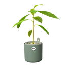 Elho - Avocado gropotte, leaf green H12 cm