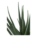 House Nordic - Aloe Vera H51 cm