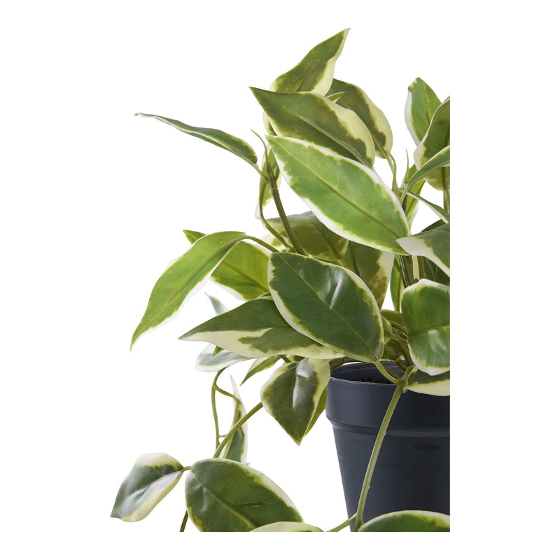 House Nordic - Voksblomst H33 cm