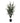House Nordic - Eukalyptus Træ H120 cm