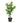 House Nordic - Skimmia Træ H75 cm