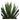 Agave Plante fra House Nordic i grå / Grøn – billede 2