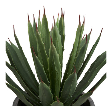 Agave Plante fra House Nordic i grå / Grøn – billede 2