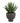 Agave Plante fra House Nordic i grå / Grøn