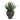 Agave Plante fra House Nordic i grå / Grøn