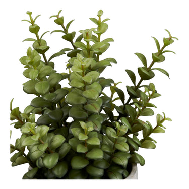 Succulent fra House Nordic i grå / Grøn – billede 2