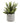 Succulent fra House Nordic i grå / Grøn