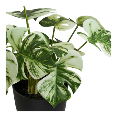 Monstera fra House Nordic i grøn – billede 2