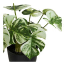 Monstera fra House Nordic i grøn – billede 2