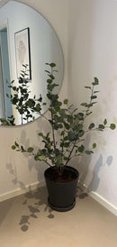 Eucalyptustræ - Kunstig, H:120 cm