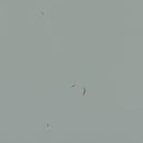 NIKKI MATTRESS / BED DRAWER PINE GREEN [fsc]