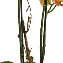 Kunstig Orkidé Gul/Rød H42 cm - Naturtro med Betonpotte Ø25 cm