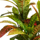 Kroton plante - Kunstig, H:75 cm