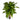 Happy plante - Kunstig, H:150 cm - Bolig og Haven