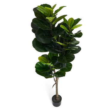 Figenblads træ - Kunstig, H:152 cm