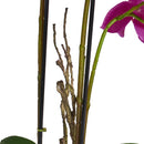 Kunstig Orkidé Mørk Lilla H42 cm - Naturtro med Betonpotte Ø25 cm