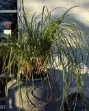 Nordal - CEMA urtepotte, XL, grå, Ø45,H:56cm