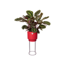 Elho - B.for studio, Plantestativ, Ø30cm,H69cm, Rød