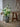 Bloomingville - Rise Buket, Hvid, Kunstige Blomster - Ø40 × H109 cm