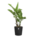 Elho - Foss Round Krukke Living Black - 4 størrelser