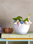 Eanna Urtepotteskjuler fra Creative Collection