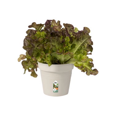 Elho - Green basics urtepotte Ø11-Ø21 cm - Genbrugsplast - Cotton White - Bolig og Haven