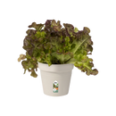 Elho - Green basics urtepotte Ø11-Ø21 cm - Genbrugsplast - Cotton White