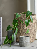 Bloomingville - Anthurium Plante, Grøn, Kunstige Blomster - Ø20 × H117 cm