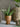 Bloomingville - Aloe Plante, Grøn, Kunstige Blomster - H61 cm, pot Ø19 × H17 cm