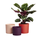 Elho - Urtepottesæt, Koral rød, sæt af 3 stk.